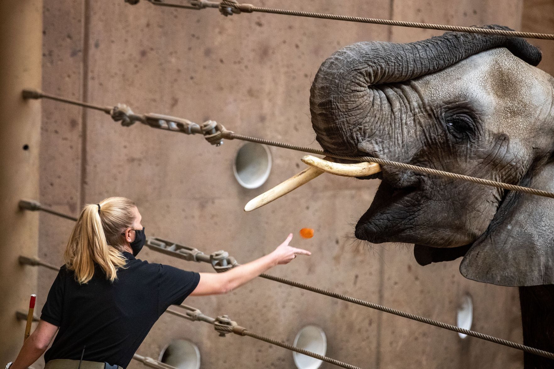 031921-owh-new-elephants-pic-cm001